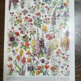Lithograph on flowers from 1928 (amaranth)