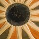 Coupelles tournesol de Gien