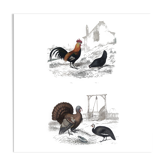 Ornithological Plate, Buffon 1838 "Rooster, Hen, Turkey, Guinea Fowl"
