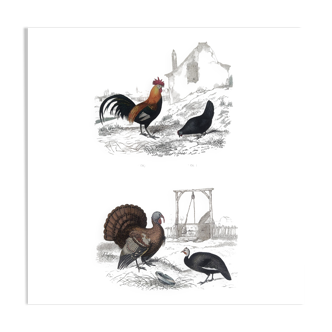 Planche Ornithologique, Buffon 1838 "Coq, Poule, Dindon, Pintade"