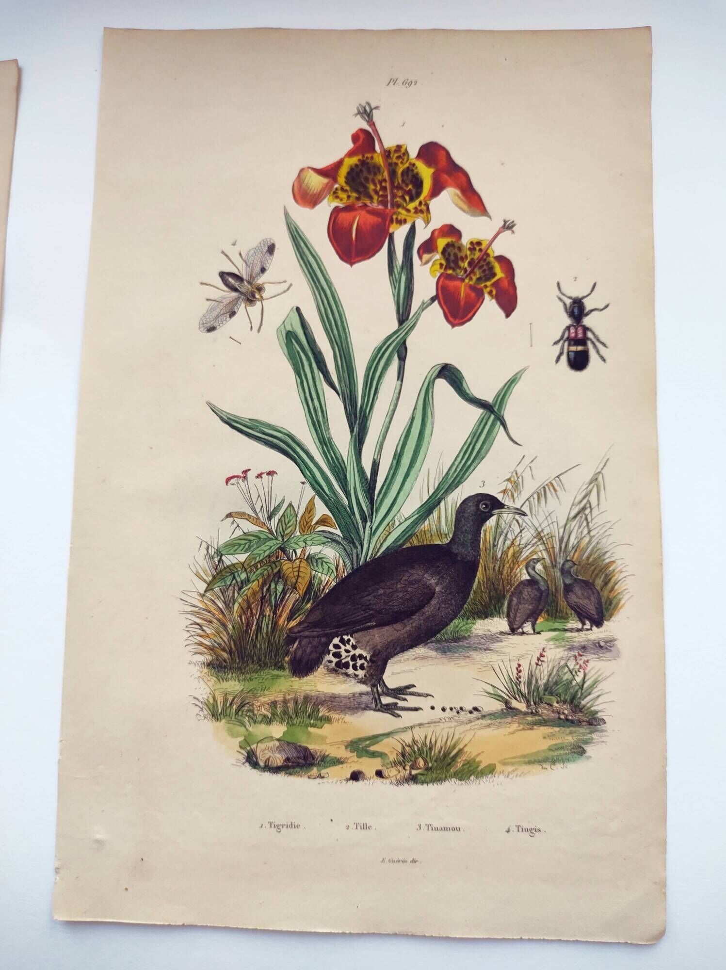 Old engraving from 1838 - Orchid and Tinamou - Zoological and botanical hand-colored plate