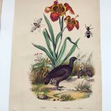 Gravure ancienne de 1838 -Orchidée et Tinamou- Planche coloriée à la main zoologique et botanique
