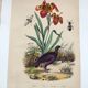 Old engraving from 1838 - Orchid and Tinamou - Zoological and botanical hand-colored plate