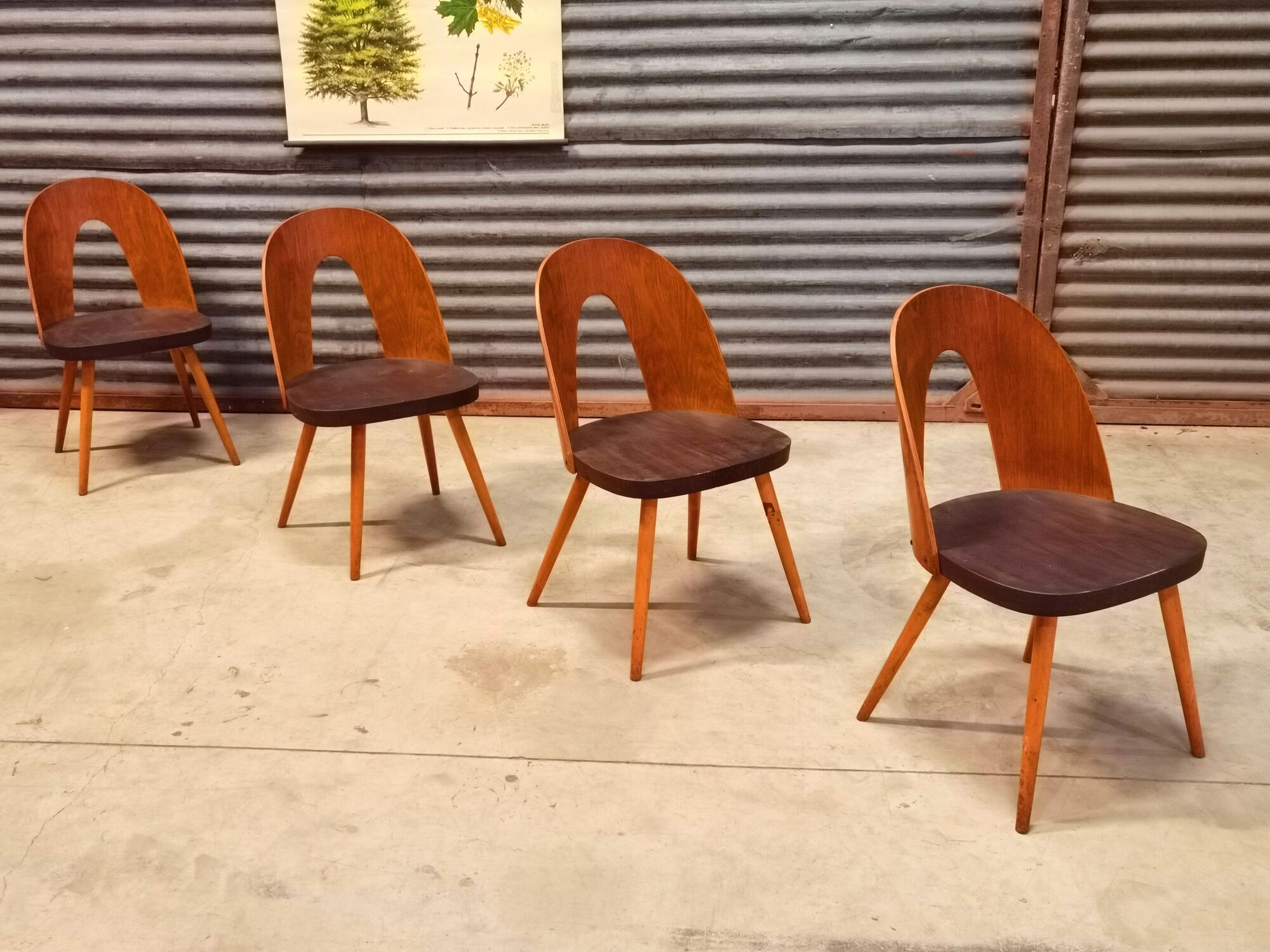 Set of 4 Antonin Suman chairs for Tatra Nabytok 1960