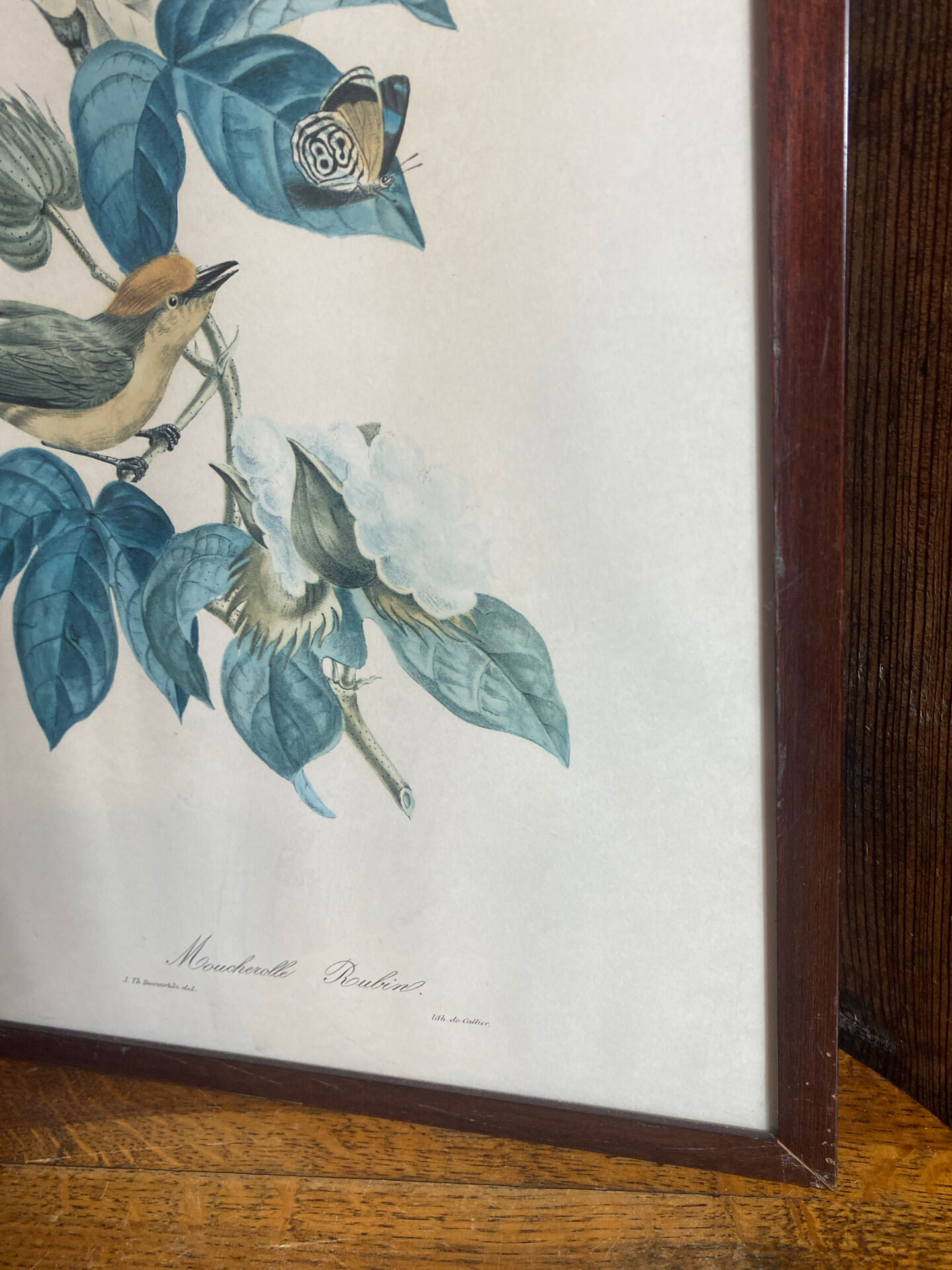 Zoological poster, engraving, of a Ruby-crowned Kinglet, Descourtilz