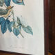 Zoological poster, engraving, of a Ruby-crowned Kinglet, Descourtilz