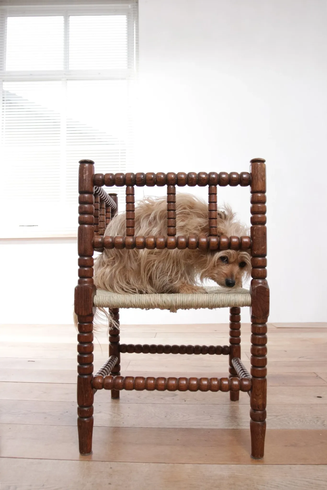 Antique Dutch oak corner chair with turned spindles and new rush seat