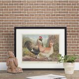 Salmon Faverolles: Natural History Board