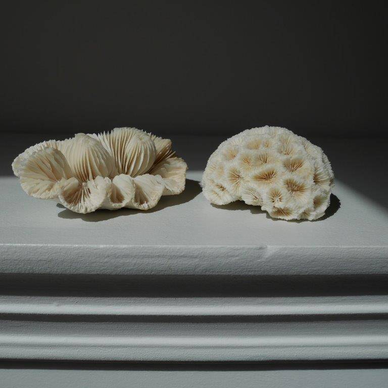 Set of 2 corals (white coral)