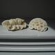 Lot de 2 coraux (corail blanc)