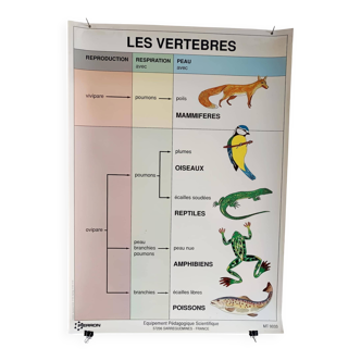 Affiche vintage scolaire pédagogique "Les vertébrés"