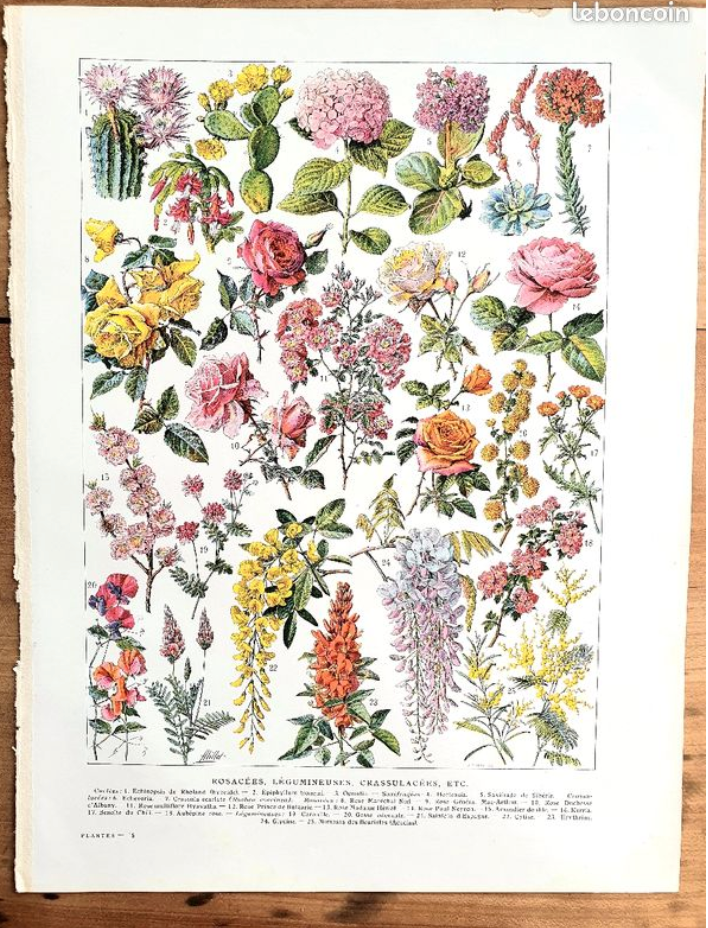 Ancient botanical board 20s rosaceae