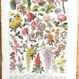 Ancient botanical board 20s rosaceae