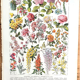 Ancient botanical board 20s rosaceae
