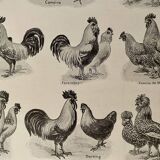 Lithograph on chickens - 1920