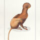 Chimera lithograph engraving animal - the maricoq