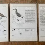 Bird illustrations