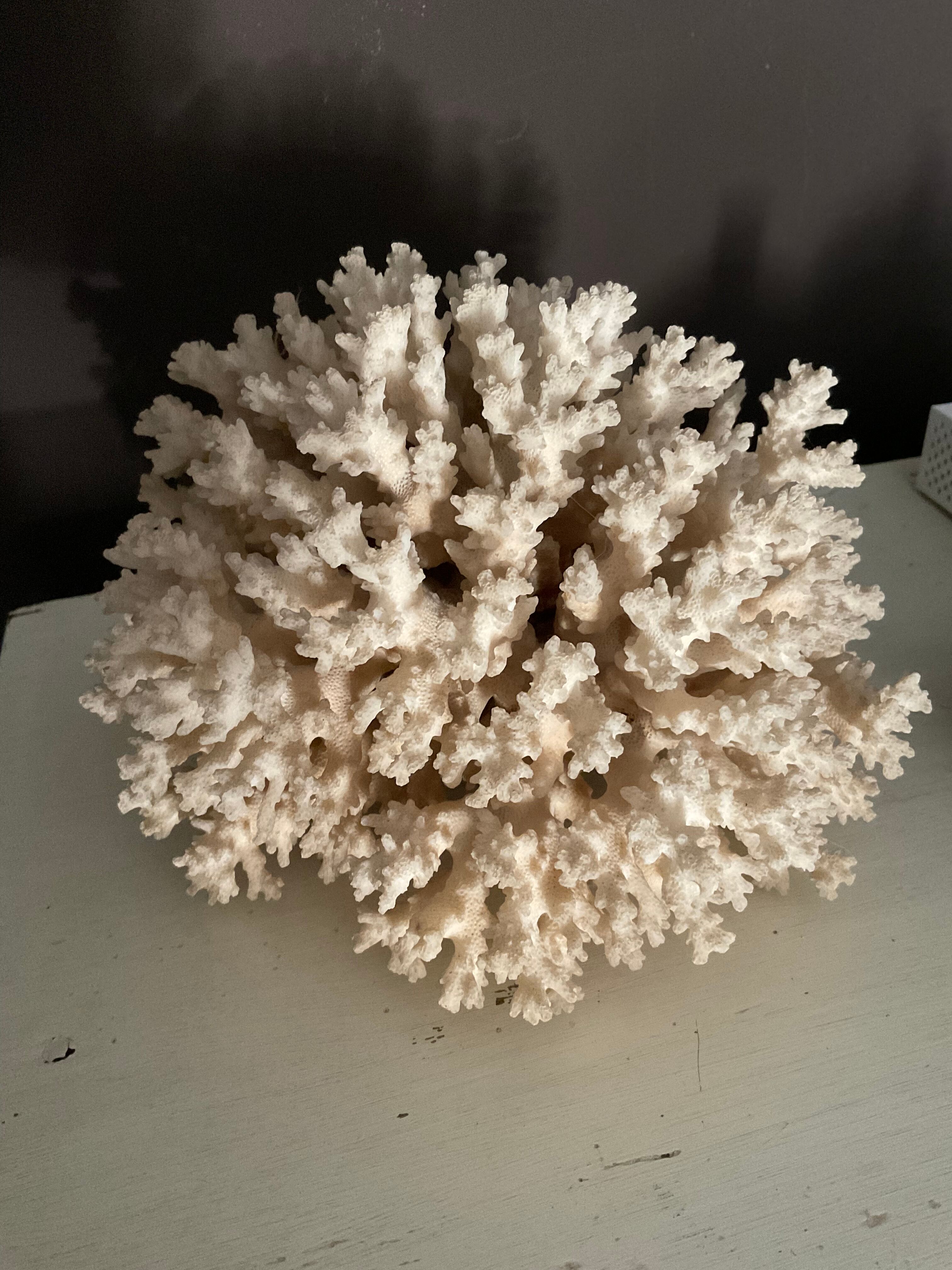 Vintage coral 22 cm
