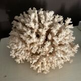 Vintage coral 22 cm