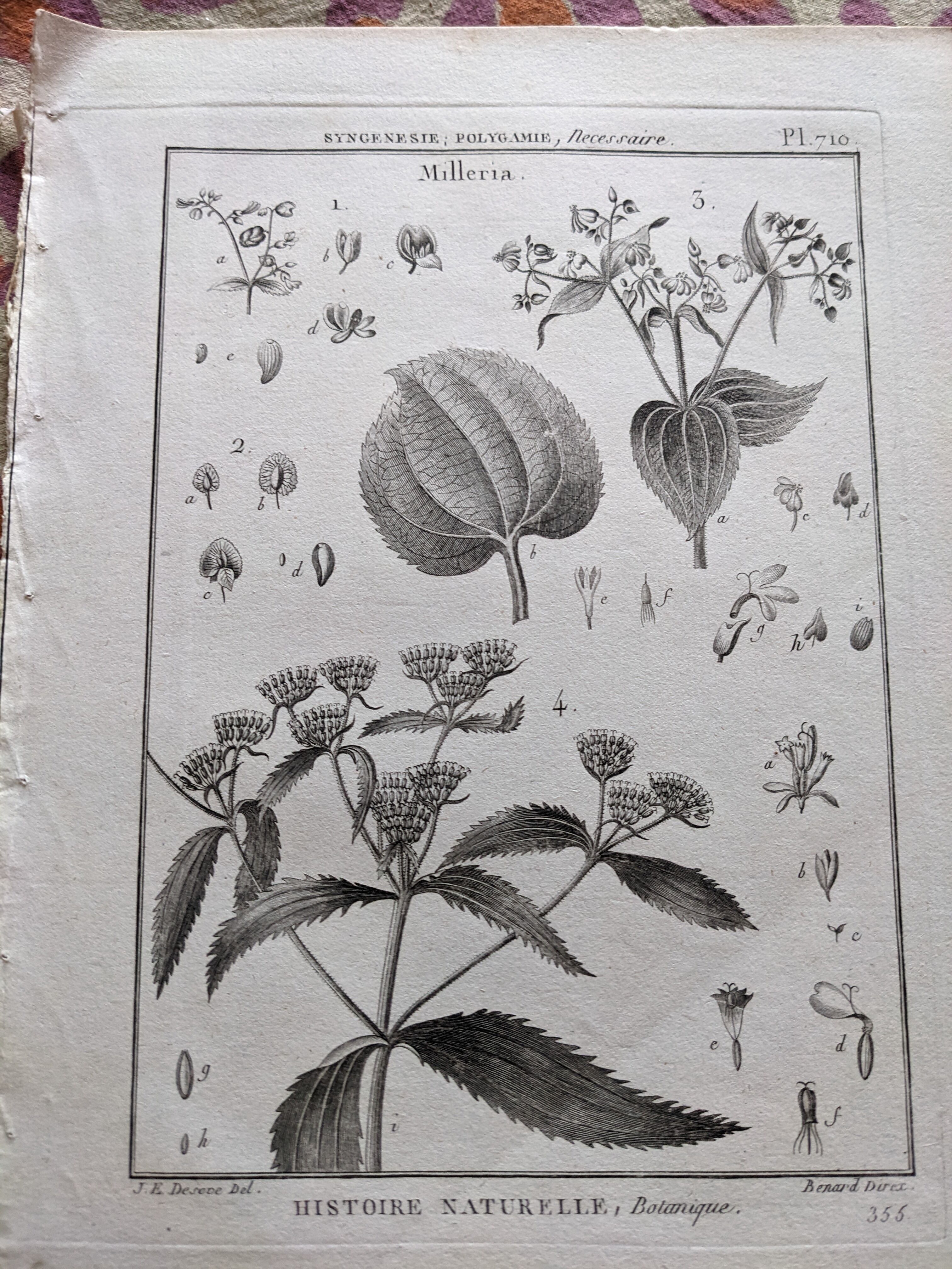 Stamped vintage botanical engraving plate natural history flowers