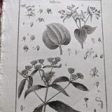 Stamped vintage botanical engraving plate natural history flowers
