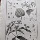 Stamped vintage botanical engraving plate natural history flowers