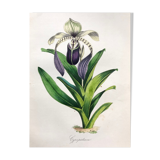 Affiche ancienne - Planche botanique de 1854