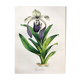 Affiche ancienne - Planche botanique de 1854