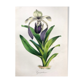 Affiche ancienne - Planche botanique de 1854