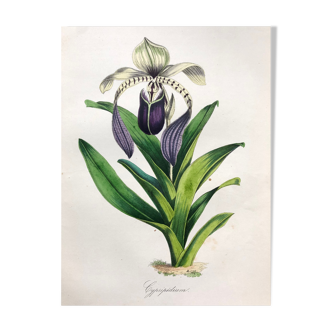Old poster - Botanical plate from 1854