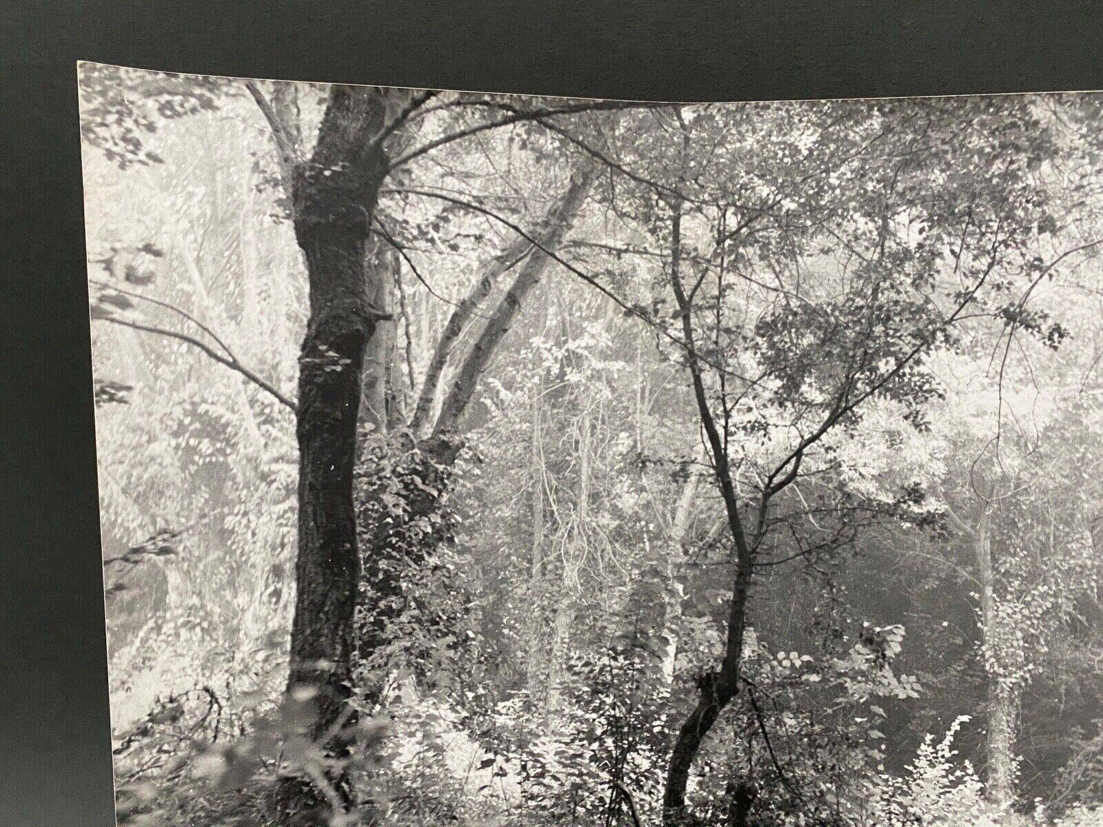 Silver gelatin photograph by Bernard Darot, Undergrowth, 20th century