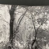 Silver gelatin photograph by Bernard Darot, Undergrowth, 20th century
