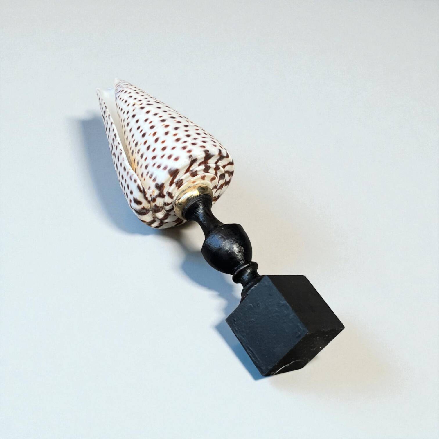 Cabinet of Curiosities: Conus shell on a blackened wooden base, 19th century