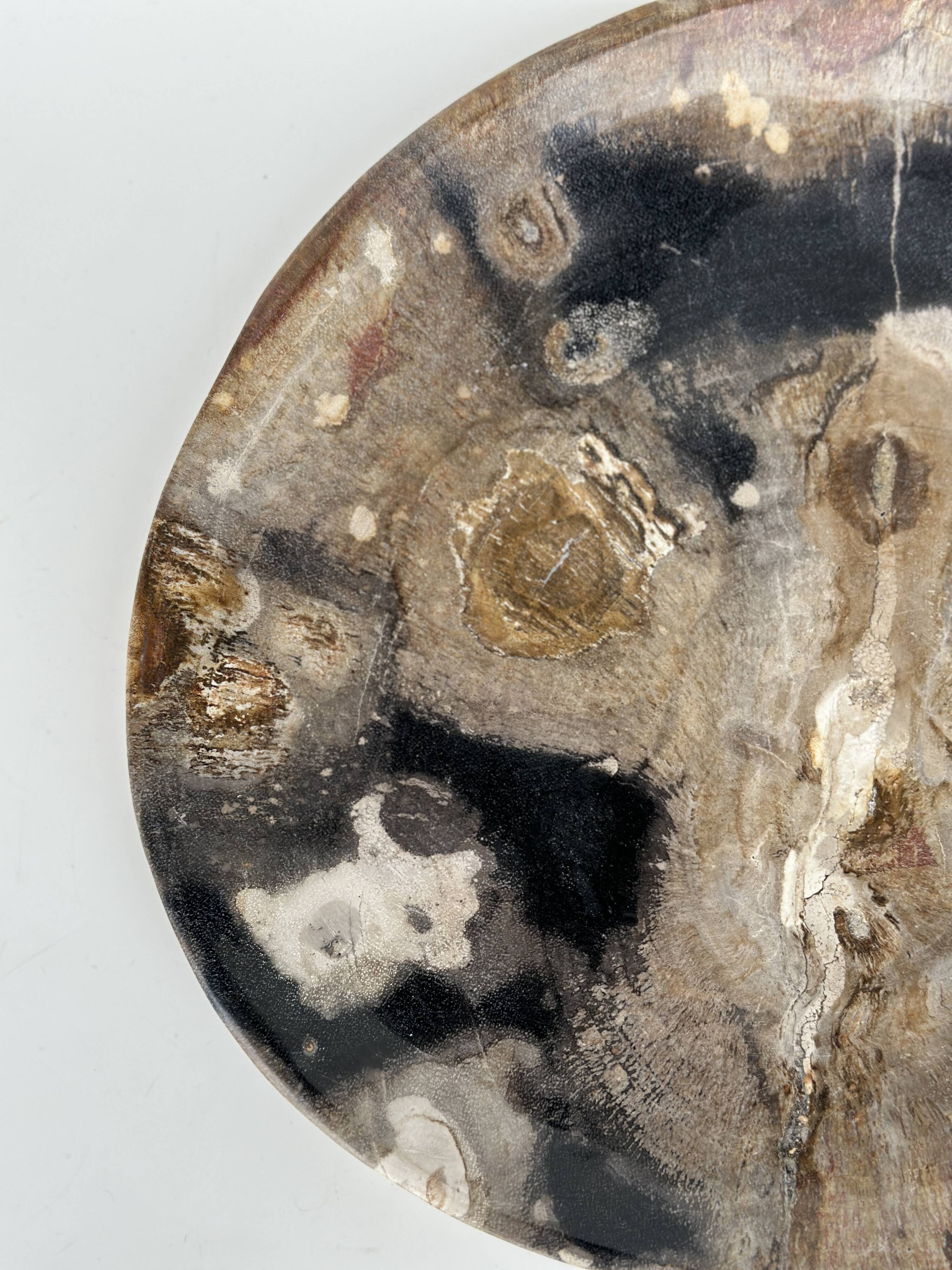 Large empty pocket or dish in petrified wood