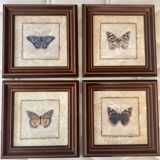 Framed naturalistic illustration of a butterfly, 36 x 36 cm.