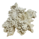 Old white coral 22 cm