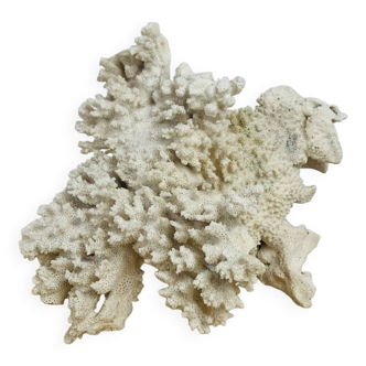 Old white coral 22 cm