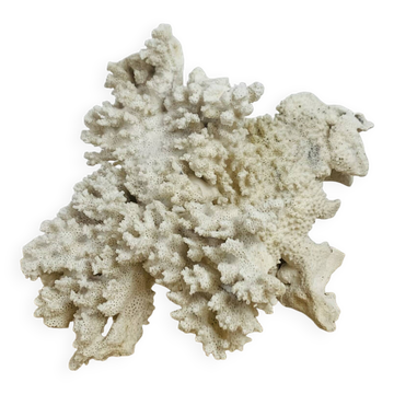 Old white coral 22 cm