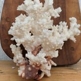 Real coral of the 70s