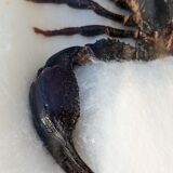 Scorpion naturalisé sous verre
