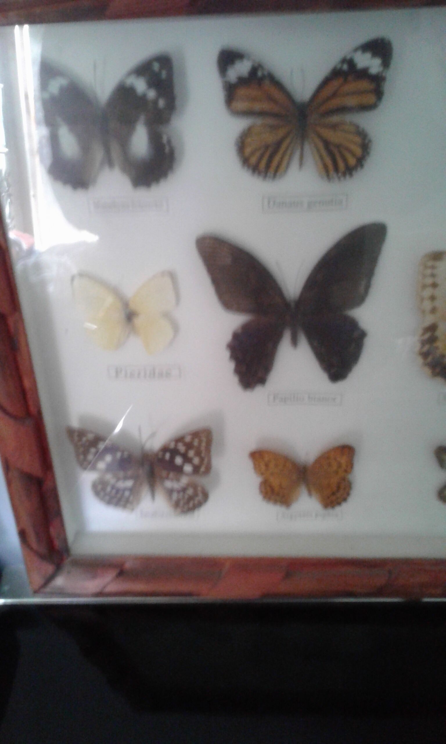 Butterfly frame under glass