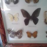 Butterfly frame under glass
