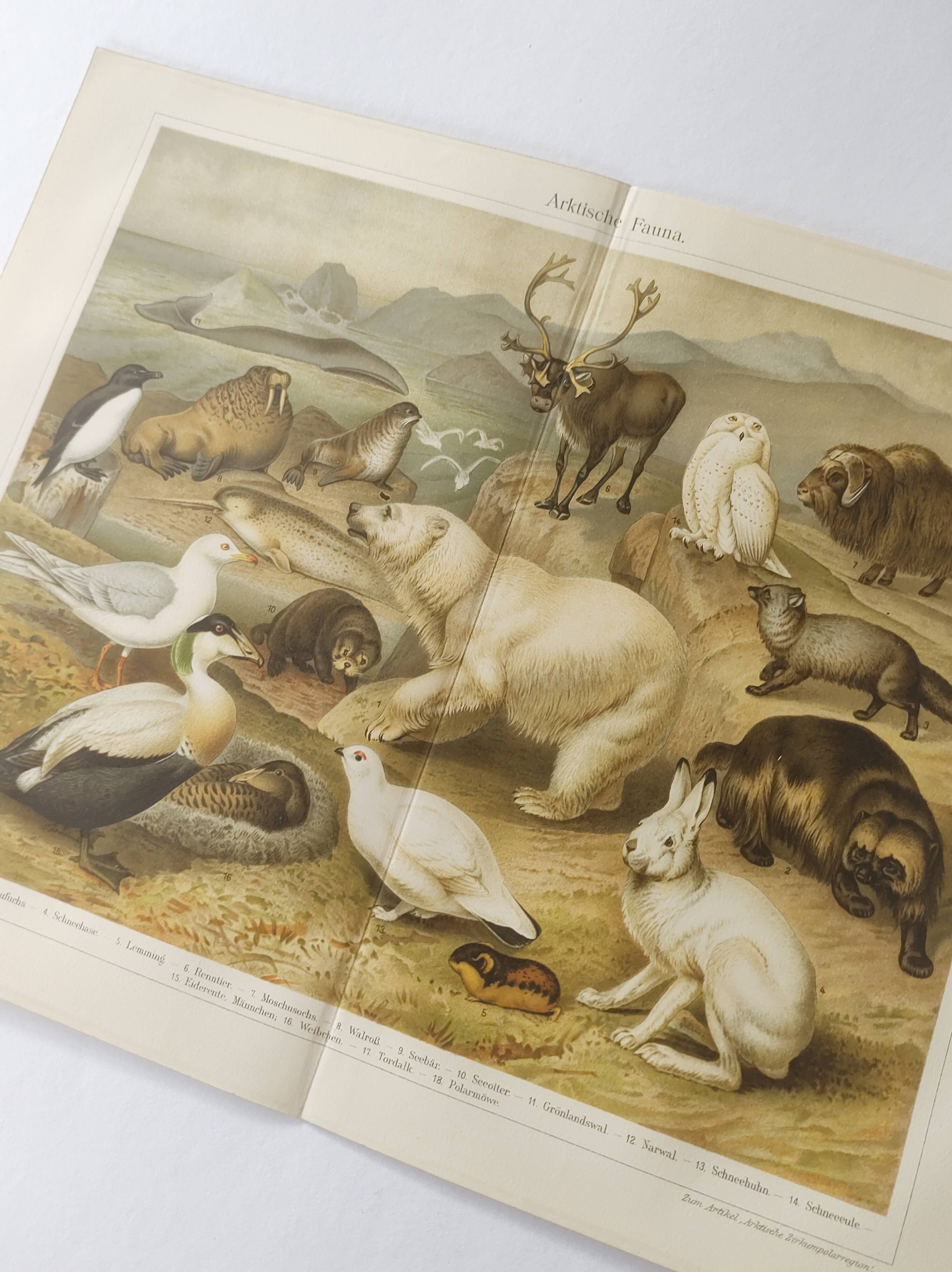 Gravure 1909 - Faune et animaux de l'Artique - Lithographie nature