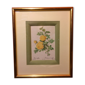 Former Botanical Plank ROSIER JAUNE DE SOUFFRE - Vintage Golden Wood Frame