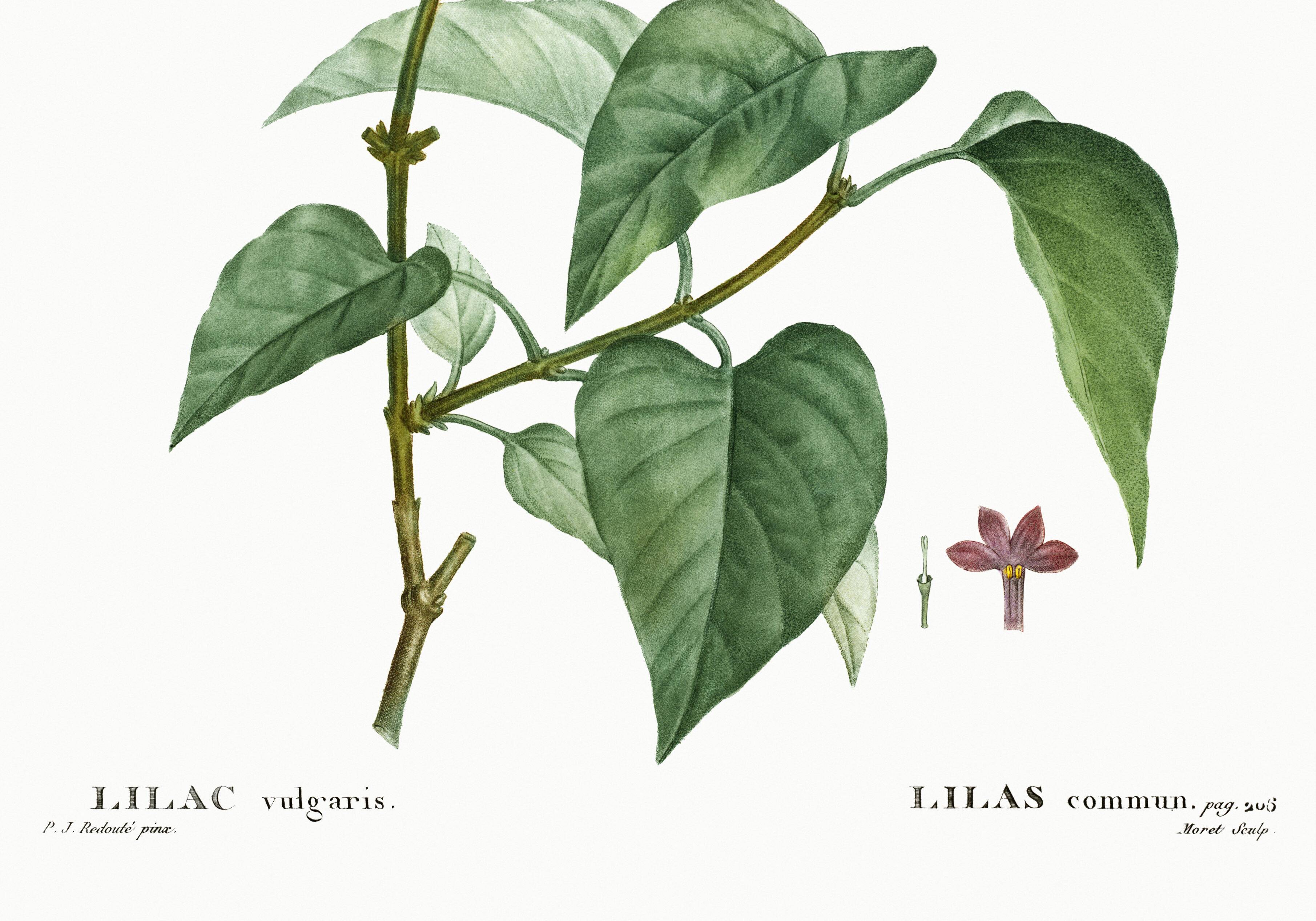 Botanical poster about lilac, after an old engraving from 1802