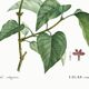 Botanical poster about lilac, after an old engraving from 1802