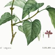 Affiche botanique sur le lilas, d’après une gravure ancienne de 1802