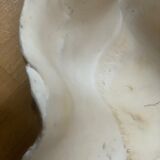 Clam