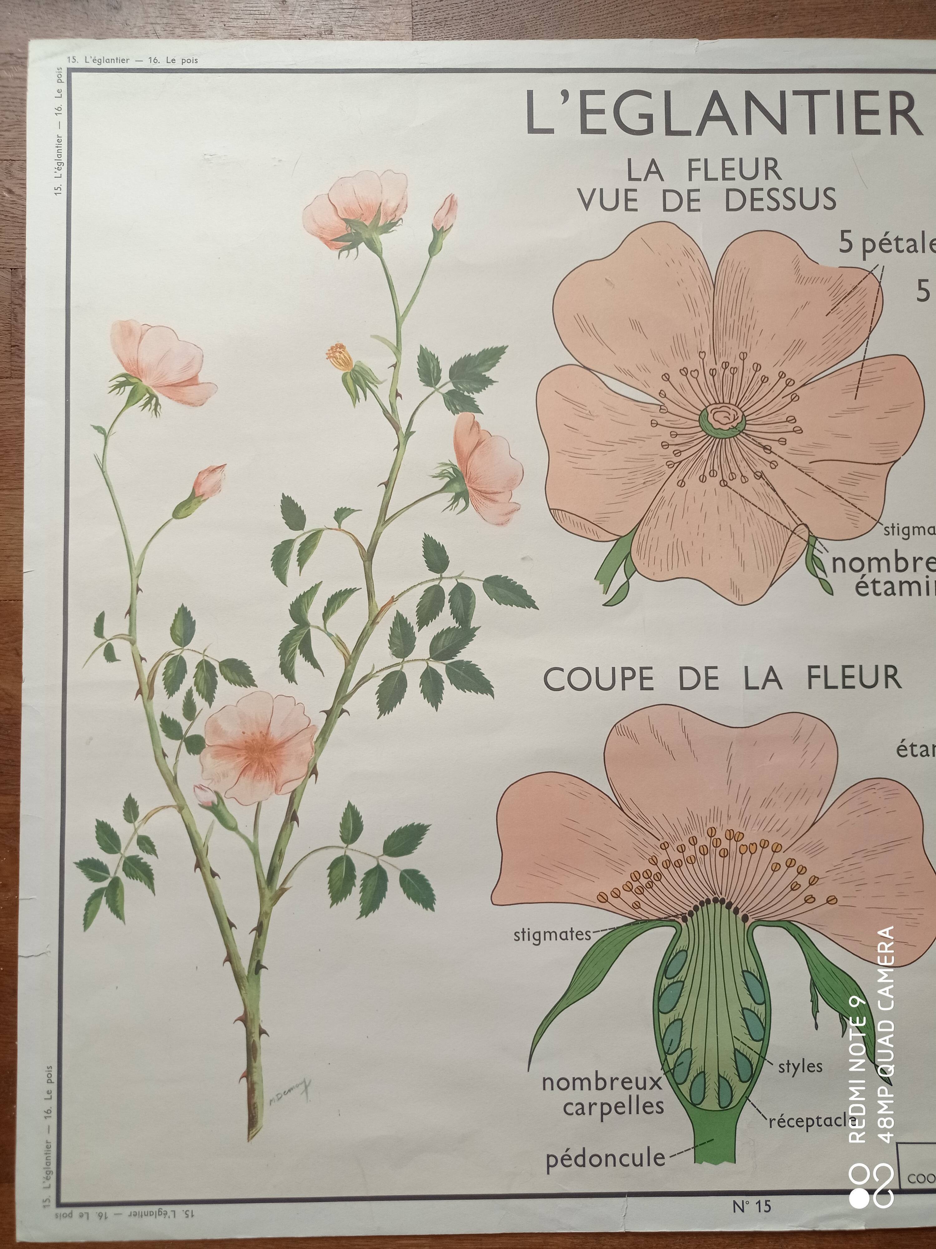 Vintage school poster