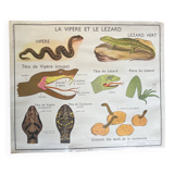 Affiche scolaire ancienne Rossignol - Familles d’Oiseaux / La Vipère
